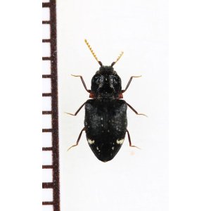 画像: 好蟻性コメツキムシの一種　Agroeus sp.　タイ