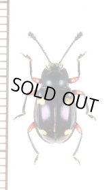 画像: タイワンオオテントウダマシ ♂ 対馬