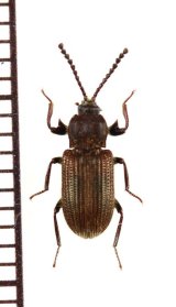 画像: 好白蟻性のゴミムシダマシの一種　Gonocnemis sp.　ベトナム