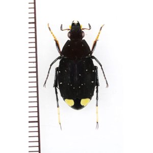 画像: トラハナムグリの一種　Tibootrichius violaceus　♂　ベトナム中部