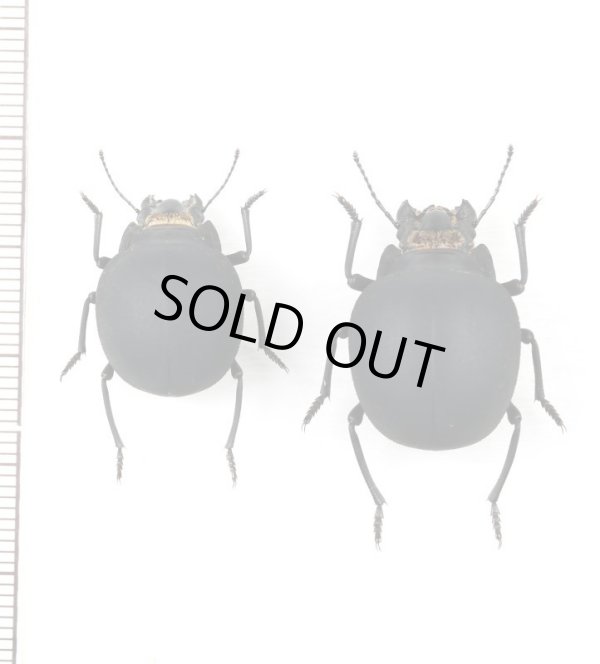 画像1: ゴミムシダマシの一種　Epiphysa flavicollis　ペア　南アフリカ