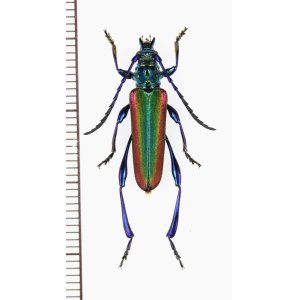 画像: カミキリムシの一種 　Cerambycidae species　ベトナム中部