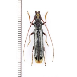 Photo: カミキリムシの一種 　Cerambycidae species　ベトナム中部