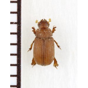 画像: ニセコブスジコガネの一種　Glaresidae species　パキスタン