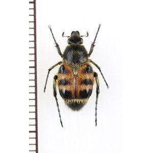 画像: トラハナムグリの一種　Lasiotrichius succinctus hanaoi　♀　 中国（河北省）