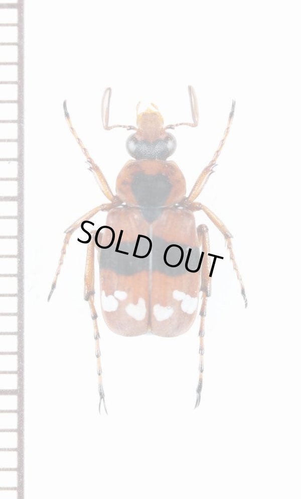 画像1: トラハナムグリの一種　Paratrichius rotundatus　♂　ラオス