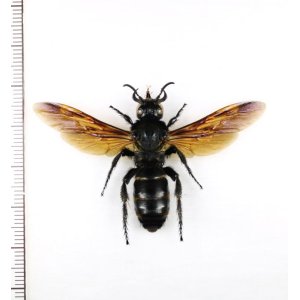 画像: ツチバチの一種　Scoliidae species　♀   インドネシア（ボルネオ島）