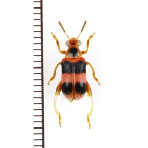 画像: カタビロハムシの一種　Megalopodinae species　 ベトナム中部