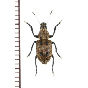 画像: ヒゲナガゾウムシの一種　Anthribidae species　フィリピン(ルソン島)