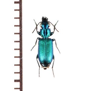 画像: ゴミムシの一種　Carabidae species　ベトナム中部