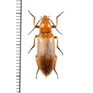 画像: コメツキムシの一種　Elateridae species　インドネシア（ボルネオ島）