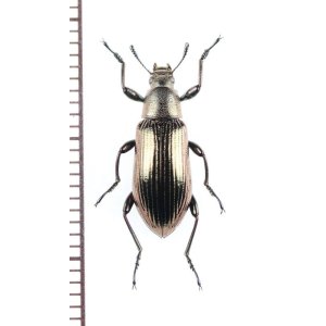 画像: ゴミムシダマシの一種　Tenebrionidae species　インドネシア（ボルネオ島）