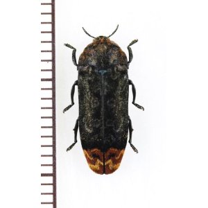 画像: タマムシの一種　 Buprestidae species　インドネシア(ボルネオ島)