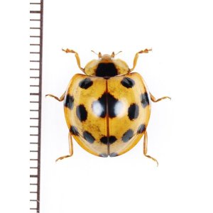 画像: テントウムシの一種　 Coccinellidae species　インドネシア(ボルネオ島)