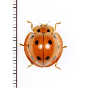 画像: テントウムシの一種　 Coccinellidae species　インドネシア(ボルネオ島)