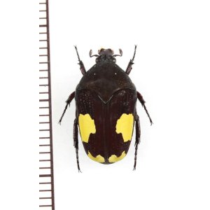 画像: ハナムグリの一種　Clinteria sp.　♀　ベトナム中部