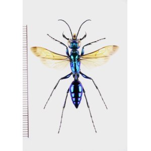 画像: アナバチの一種　Chlorion sp.　♀   ベトナム中部