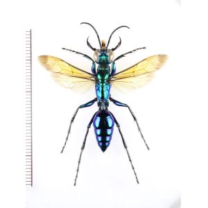 画像: アナバチの一種　Chlorion sp.　♀   ベトナム北中部