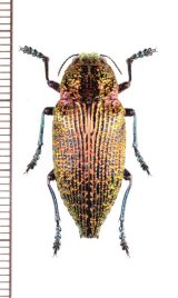 画像: タマムシの一種　 Buprestidae species　♂　ベトナム北東部