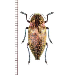 画像: タマムシの一種　 Buprestidae species　♂　ベトナム北東部