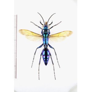 画像: アナバチの一種　Chlorion sp.　♀   ベトナム北中部