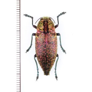 画像: タマムシの一種　 Buprestidae species　♂　ベトナム北東部