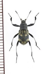 画像: ゴミムシダマシの一種　Tenebrionidae species　ベトナム北東部