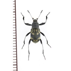 画像: ゴミムシダマシの一種　Tenebrionidae species　ベトナム北東部