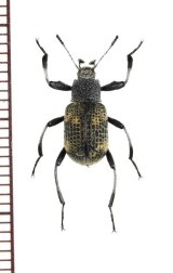 画像: ゴミムシダマシの一種　Tenebrionidae species　ベトナム北東部