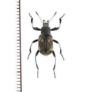 画像: ゴミムシダマシの一種　Tenebrionidae species　ベトナム北東部