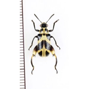 画像: カタビロハムシの一種　Megalopodinae species　 ベトナム北東部