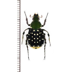 画像: トラハナムグリの一種　Agnorimus pictus　♂　ベトナム北東部