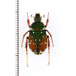 画像: トラハナムグリの一種　Agnorimus sp.　♀　ベトナム北東部