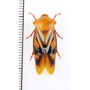 画像: コガシラアワフキの一種　♂　Cercopidae species　フィリピン（ルソン島）