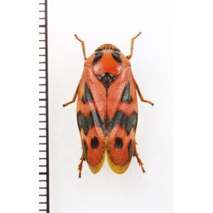 画像: コガシラアワフキの一種　♂　Cercopidae species　フィリピン（ルソン島）