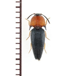 画像: コメツキムシの一種　Elateridae species　♀　フィリピン（パラワン島）