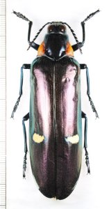 外産タマムシ Buprestidae of the World - Insect Islands 〜南の島の昆虫標本屋さん〜 (Page 1)