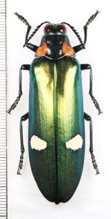 外産タマムシ Buprestidae of the World - Insect Islands 〜南の島の昆虫標本屋さん〜 (Page 1)