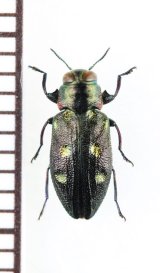 タマムシ Japanese Buprestidae - Insect Islands 〜南の島の昆虫標本屋さん〜 (Page 3)