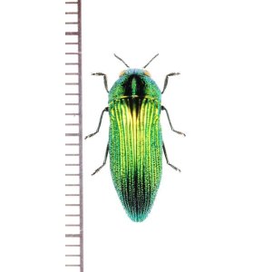 画像: タマムシの一種　Acmaeodera smaragdina saundersi　ボツワナ