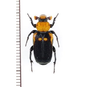 画像: アリノスハナムグリの一種 　Clinterocera discipennis　♂　 ベトナム南中部沿岸部