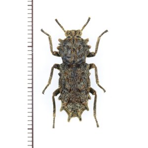 画像: アトコブゴミムシダマシの一種　 Noserinus sp.　ペルー