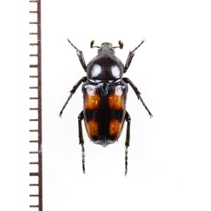 画像: チビホソハナムグリの一種 　Cymophorus pulchellus　♂　 ベトナム北東部