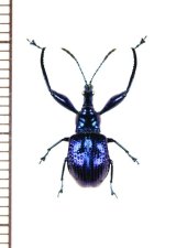 画像: アシナガオトシブミの一種　Isolabus indigaceus　♂　 ベトナム北東部