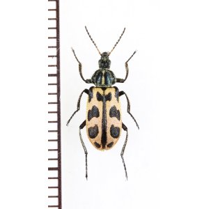 画像: ジョウカイモドキの一種　Astylus variegatus　南アフリカ