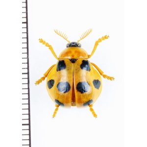 画像: テントウムシ擬態のナガツツハムシの一種　Clytrasoma balyi　インドネシア（ボルネオ島）