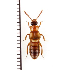 画像: 好蟻性ハネカクシの一種　Myrmecophilous Staphylinidae species　タイ