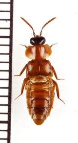 画像: 好蟻性ハネカクシの一種　Myrmecophilous Staphylinidae species　タイ