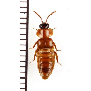 画像: 好蟻性ハネカクシの一種　Myrmecophilous Staphylinidae species　タイ