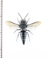 画像: トガリハナバチの一種　Coelioxys sp.　♂　タイ